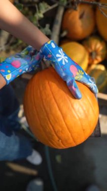 Canlı piyasa ortamında, bir bayan çiftçi elindeki balkabaklarını canlı bir şekilde sunuyor. Yüksek kalite 4k görüntü