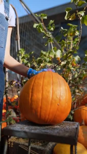 若い女性農家は 彼女が市場で販売している大きなオレンジ色のカボチャを展示しています 高品質の4K映像 — ストック動画