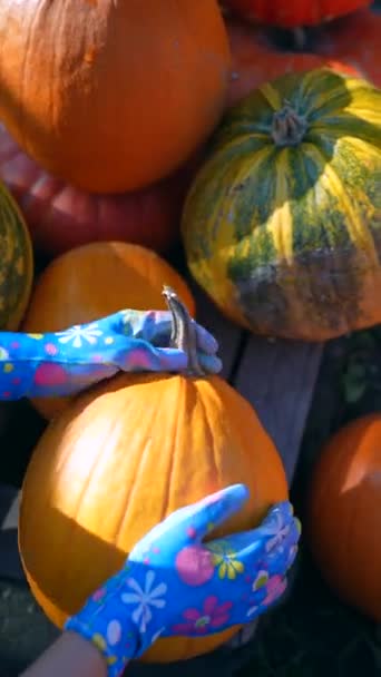 Market Young Female Farmer Displaying Variety Pumpkins Have Sale High — Stock Video