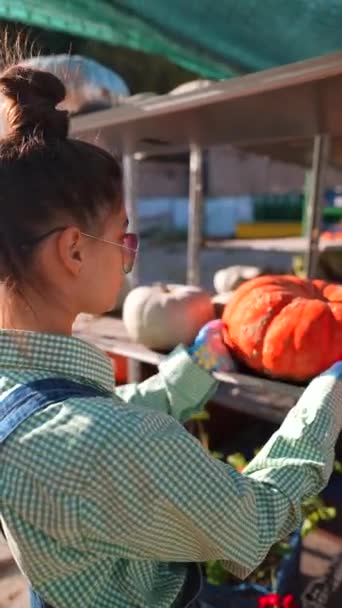 Tętniącym Życiem Rynku Farmerka Wystawia Asortyment Dyń Które Mają Sprzedaż — Wideo stockowe