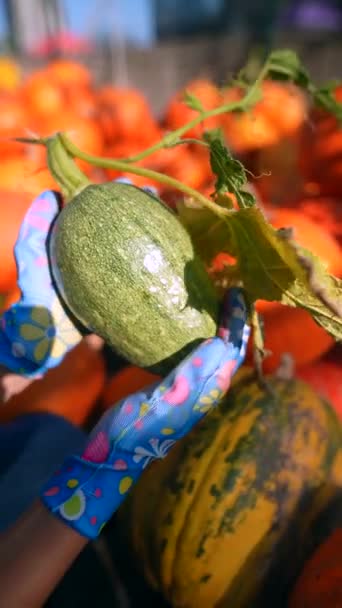 Μια Νεαρή Αγρότισσα Παρουσιάζει Μια Πράσινη Ριγέ Κολοκύθα Που Έχουν — Αρχείο Βίντεο