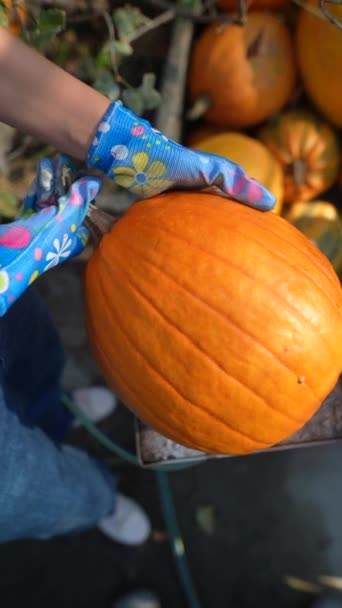 Markets Activity Young Woman Farmer Seen Proudly Presenting Pumpkins She — Stock Video