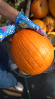 Genç bir dişi çiftçi pazarda sattığı büyük bir portakal kabağını sergiliyor. Yüksek kalite 4k görüntü