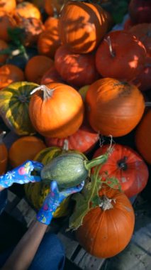 Piyasa faaliyetlerinin ortasında, baş döndürücü bir kadın satıcının sunduğu balkabaklarını gururla sunduğu görülüyor. Yüksek kalite 4k görüntü