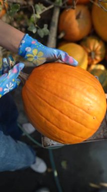 Markette, genç bir dişi çiftçi gururla satılık büyük bir portakal kabağı sergiliyor. Yüksek kalite 4k görüntü