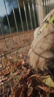 Sonbahar parkında gezintiye çıkmış bir köpek yavrusu görebilirsiniz. Yüksek kalite 4k görüntü