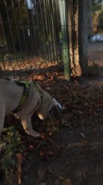 Bir sonbahar parkı sahnesinde yürüyüş yapan bir köpek var. Yüksek kalite 4k görüntü