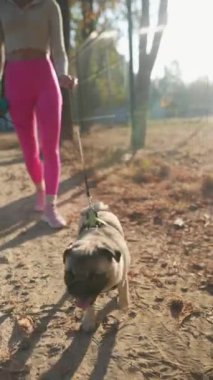 Parkların ortasında sonbahar güzelliği içinde güzel bir bayan köpeğiyle vakit geçiriyor. Yüksek kalite 4k görüntü