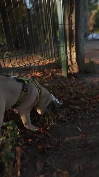 Höstpark Scen Har Hund Som Tar Promenad Högkvalitativ Film — Stockvideo