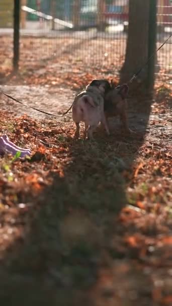 Spelen Twee Honden Het Najaarspark Hoge Kwaliteit Beeldmateriaal — Stockvideo