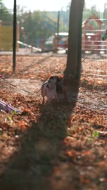 Höstparken Har Två Mops Hundar Roligt Högkvalitativ Film — Stockvideo