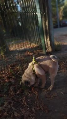 Sonbahar yapraklarının arasında, bir pug köpeği parkta yürüyor. Yüksek kalite 4k görüntü
