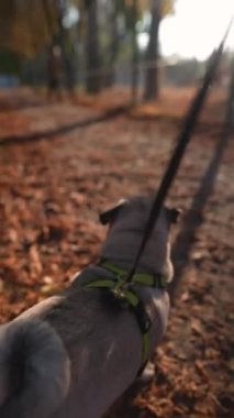 Güzel bir günde, hayat dolu genç bir bayan pug köpeğiyle parkta koşuyor. Yüksek kalite 4k görüntü