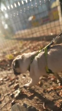 Yanında pug köpeği olan enerjik genç bir kadın parkta koşuyor. Yüksek kalite 4k görüntü