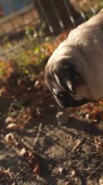 Bir pug dog sonbahar parkında yürüyüş yapıyor. Yüksek kalite 4k görüntü