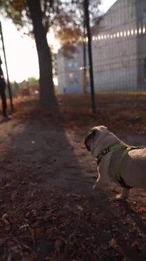 Parkta, aktif bir kadının köpeğiyle koştuğunu görebilirsin. Yüksek kalite 4k görüntü