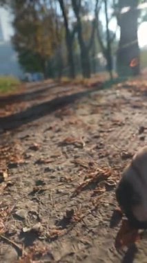 Sonbahar yapraklarının arasında, bir pug köpeği parkta yürüyor. Yüksek kalite 4k görüntü