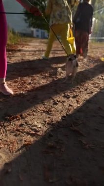 Sonbahar manzarasının ortasında, sportif genç bir kadın köpeğiyle parkta yürüyüş yapıyor. Yüksek kalite 4k görüntü