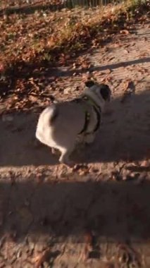 Sonbahar yapraklarının arasında, bir pug köpeği parkta yürüyor. Yüksek kalite 4k görüntü