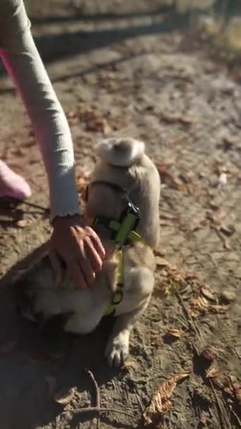 Een Hondenbezitter Die Sportkleding Draagt Loopt Herfst Met Haar Hond — Stockvideo