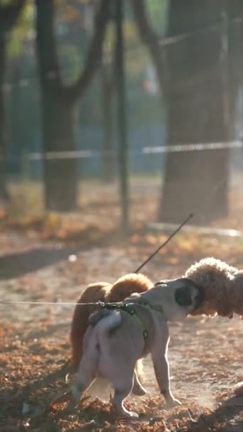 Tre Hundar Njuter Promenad Höstparken Högkvalitativ Film — Stockvideo