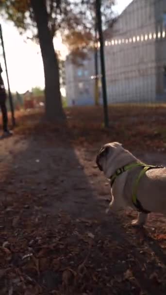 Het Park Zie Een Actieve Vrouw Joggen Met Haar Hond — Stockvideo