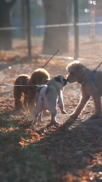 Het Najaarspark Zijn Drie Honden Aan Het Wandelen Hoge Kwaliteit — Stockvideo