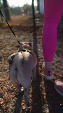 Sportif bir kız güneşli bir günde köpeğiyle parkta koşmaktan hoşlanır. Yüksek kalite 4k görüntü