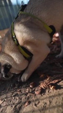 Bir sonbahar sabahı sokakta bir pug dog oynuyor. Yüksek kalite 4k görüntü
