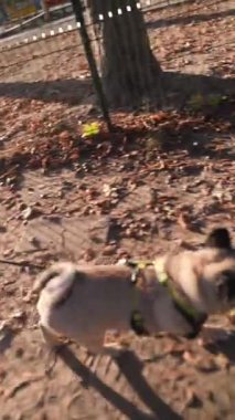 Parkın doğal ortamında, sportif bir kız köpeğiyle koşuyor. Yüksek kalite 4k görüntü