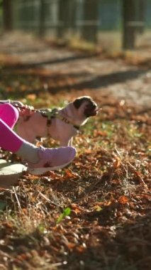 Spor giysi giyen bir pug sahibi, sonbahar parkında köpeğiyle oyun zamanının keyfini çıkarırken görülüyor. Yüksek kalite 4k görüntü