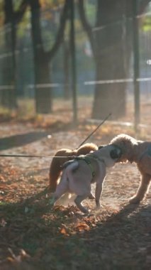 Sonbahar parkında gezinen üç köpek. Yüksek kalite 4k görüntü