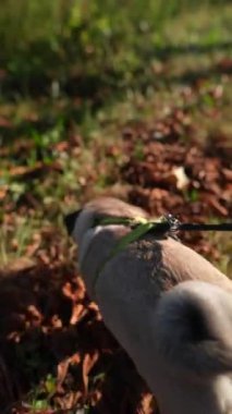 Sonbahar mevsiminde, genç bir kadın spor kıyafetleri içinde köpeğiyle parkta gezintiye çıkıyor. Yüksek kalite 4k görüntü