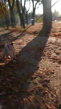 Sonbahar parkında gezintiye çıkmış bir köpek yavrusu görebilirsiniz. Yüksek kalite 4k görüntü