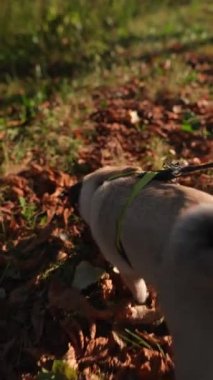 Sonbahar mevsiminde, genç bir kadın spor kıyafetleri içinde köpeğiyle parkta gezintiye çıkıyor. Yüksek kalite 4k görüntü