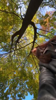 Sonbahar parkında şık bir kız aşağıdan ağaç dallarını çekiyor. Yüksek kalite 4k görüntü