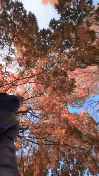 Stilvolle Männchen Filmen Baumzweige Aus Ebenerdiger Sicht Herbstlichen Park Hochwertiges — Stockvideo