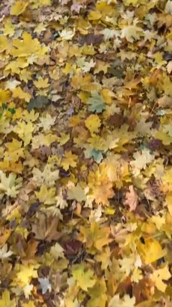 Запись Прогулки Осеннем Парке Захват Осенних Листьев Ног Высококачественные Кадры — стоковое видео