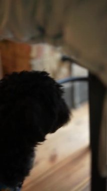 Kafenin camından dışarı bakan bir köpeğin arkasındaki video. Yüksek kalite 4k görüntü