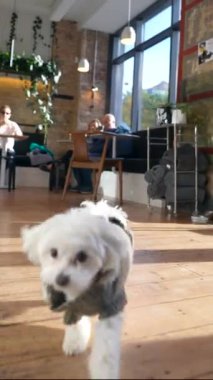 Yemek salonunda yerde yatan mutlu, küçük bir Malta köpeği. Yüksek kalite 4k görüntü