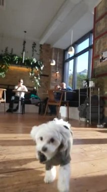Küçük mutlu Maltese köpeği yemek yerinde yerde yatıyor. Yüksek kalite 4k görüntü