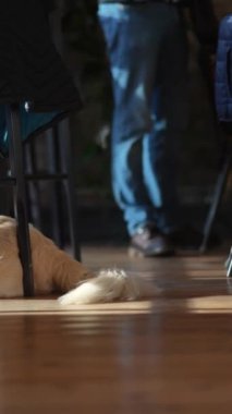 Bir kafede yerde otururken bir köpek kuyruğunu sallıyor. Yüksek kalite 4k görüntü