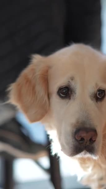 Красива Золота Собака Ретривер Високоякісні Кадри — стокове відео
