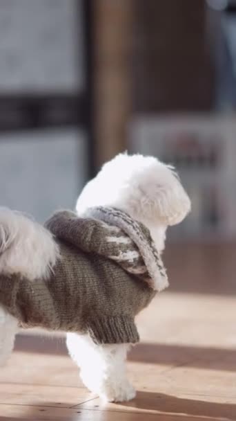 Glad Maltesisk Hund Ett Café Högkvalitativ Film — Stockvideo