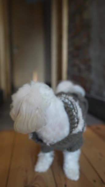 Радісний Маленький Мальтійський Собака Сидить Підлозі Їдальні Високоякісні Кадри — стокове відео