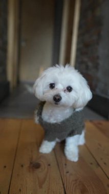 İçeriği küçük Malta köpeği lokantada yerde oturuyor. Yüksek kalite 4k görüntü