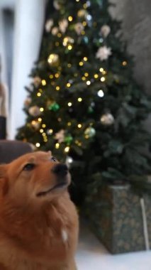 Yeni yıl ruhunun ortasında, genç bir kadın köpeğiyle eğlenceli aktiviteler yapar. Yüksek kalite 4k görüntü