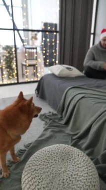 Tatil aktivitelerine katılan hoş bir aile çifti ve köpekleri Noel tatilinin tadını çıkarıyorlar. Yüksek kalite 4k görüntü