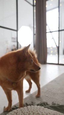 Noel şenliklerinin ortasında, sevimli bir aile çifti köpekleriyle vakit geçiriyor. Yüksek kalite 4k görüntü