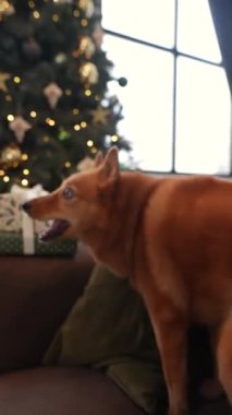 Noel neşesiyle, Noel atmosferinde yeni yıl dekorasyonlarına karşı sevimli bir köpek poz veriyor. Yüksek kalite 4k görüntü